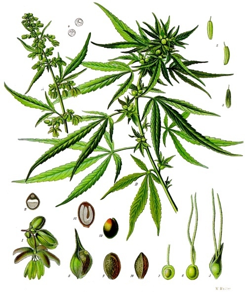 Cannabis sativa