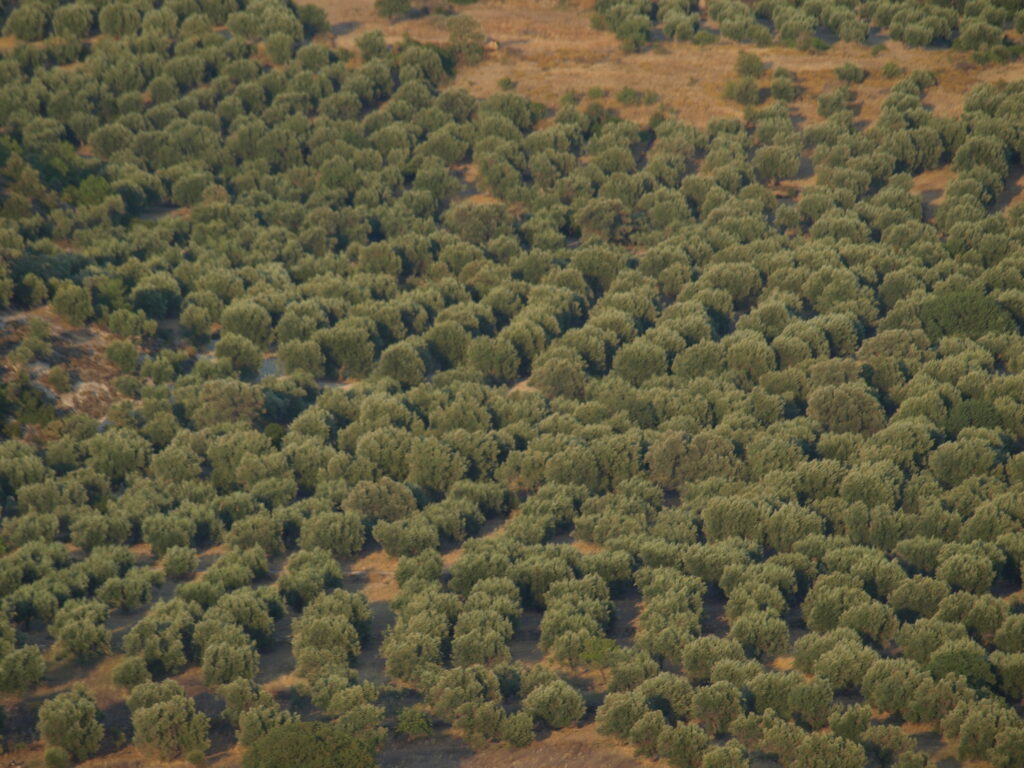 olive groves