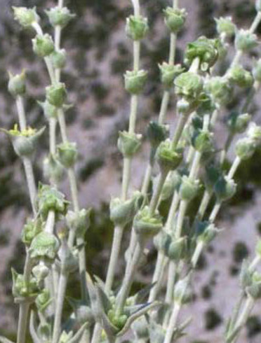 sideritis sipylea