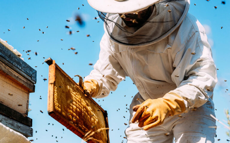 Greece faces severe drop in honey production, prices expected to rise