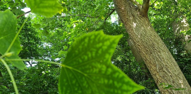 How we discovered a new type of wood – and how it could help fight climate change