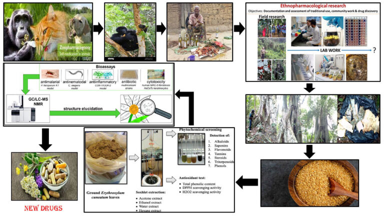 Exploring the medicinal plants consumed by wild gorillas