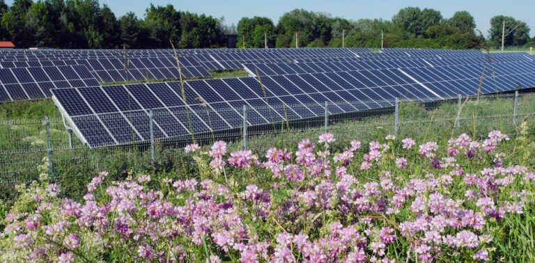 Solar farms a ‘blight on the landscape’? Research shows they can benefit wildlife