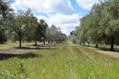 Soil Footprint: A Simple Indicator of a Crop’s Impact on Soil Erosion