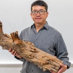 Discovery of 3,775-Year-Old Preserved Log Supports ‘Wood Vaulting’ as a Climate Solution