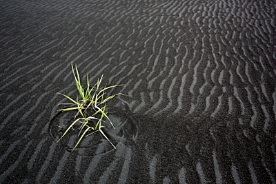 How plant communities change when conquering uninhabited ground