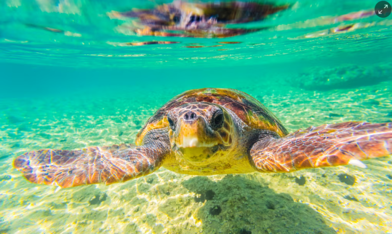 ‘It’s hugely moving’: record numbers of sea turtle nests recorded in Greece