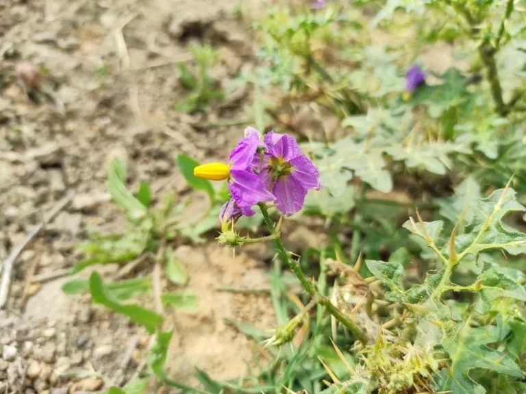 Gardeners Creating Poisonous ‘Superweed,’ Scientists Warn