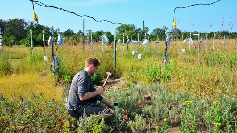 Nitrogen pollution and rising carbon dioxide: A joint threat to grassland biodiversity?