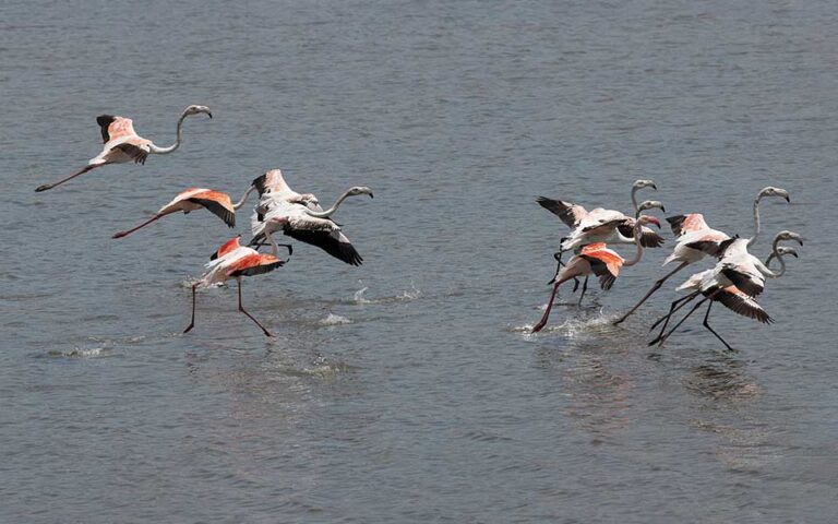 Lesvos: A birdwatcher’s paradise full of rare species