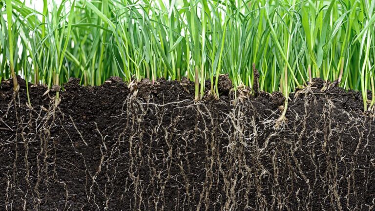 Plant Diversity Enhances Soil Carbon Retention