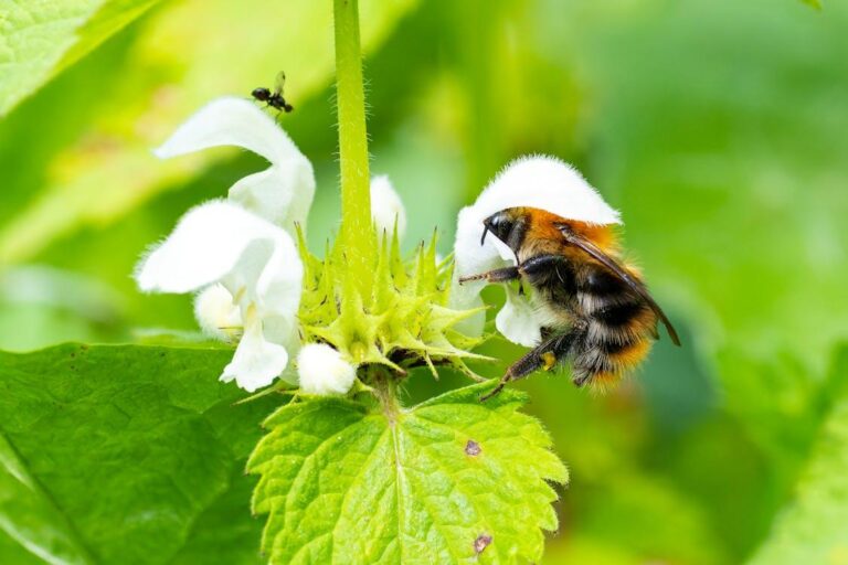 Bee alert: Pesticides pose a real threat to over 70% of wild bees