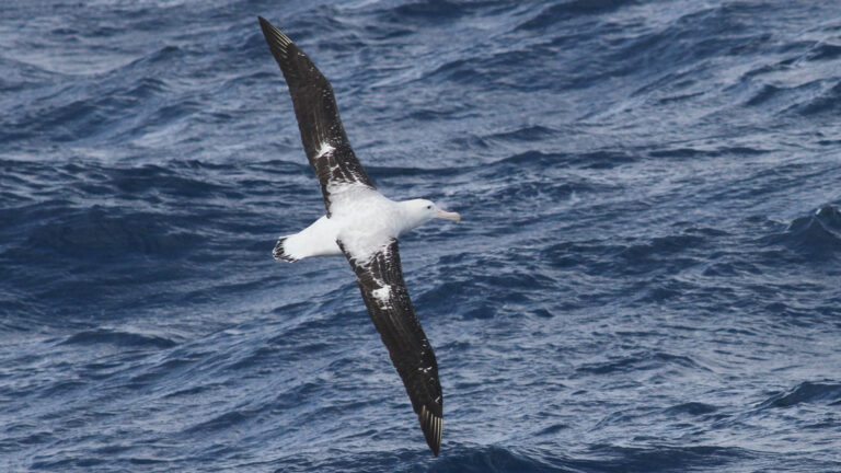 Island biodiversity rides on the wings of birds