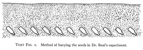 Beal Seed Experiment