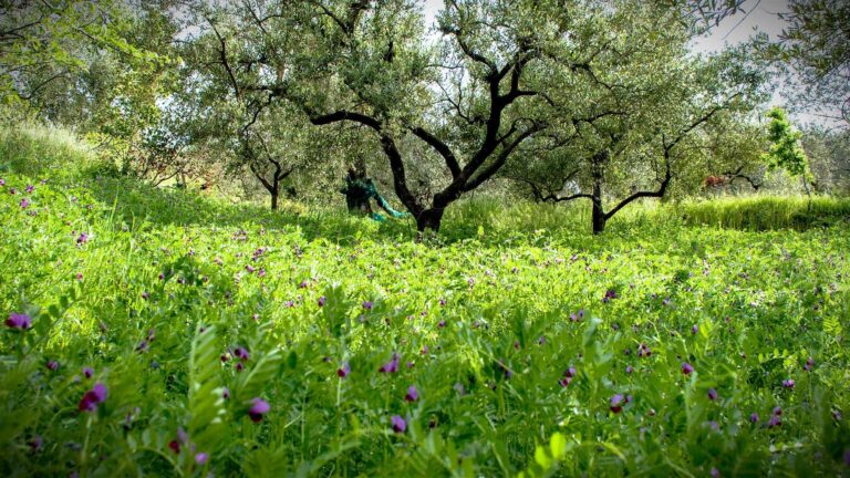 Regenerating Soil Helps Tackle Water Crisis, Experts Say