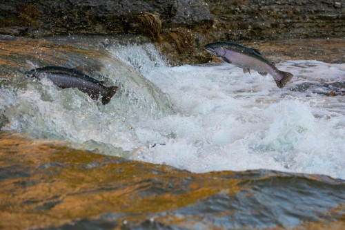 Climate change impacting freshwater fish