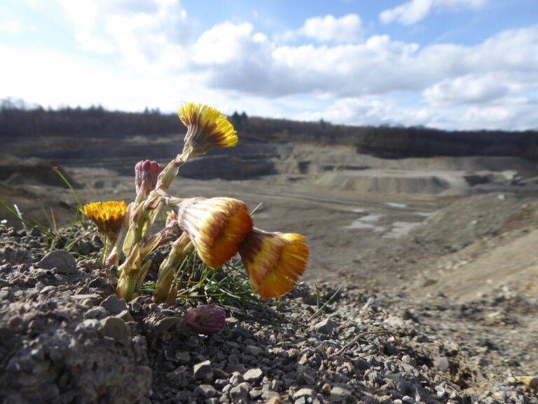 Lifesaver for wild bees: the importance of quarries