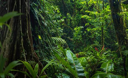 Biodiversity at risk in most rainforests