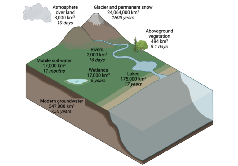 Rapid Return of Water from Ground to Atmosphere through Plants