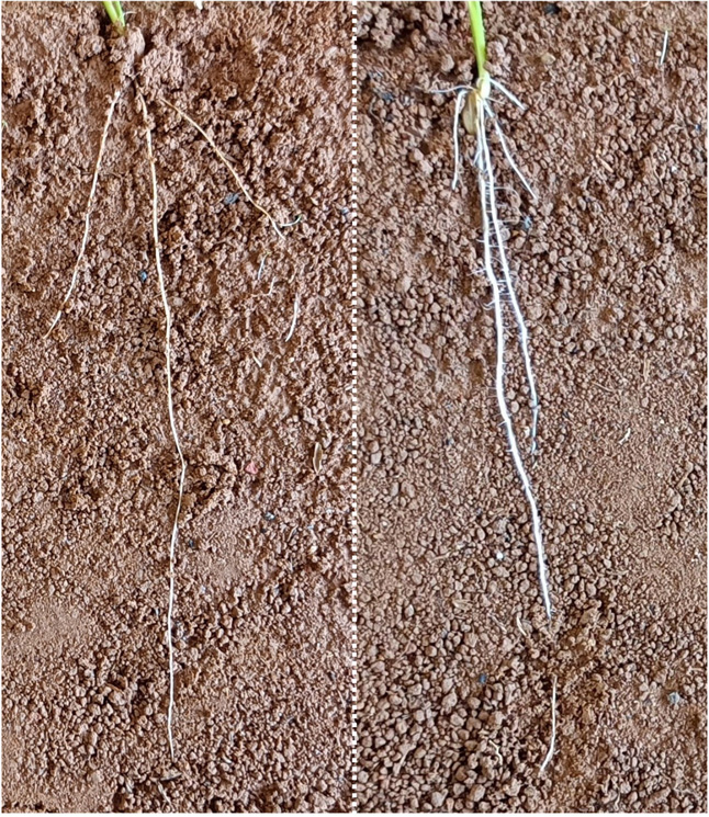 How plant roots access deeper soils in search of water