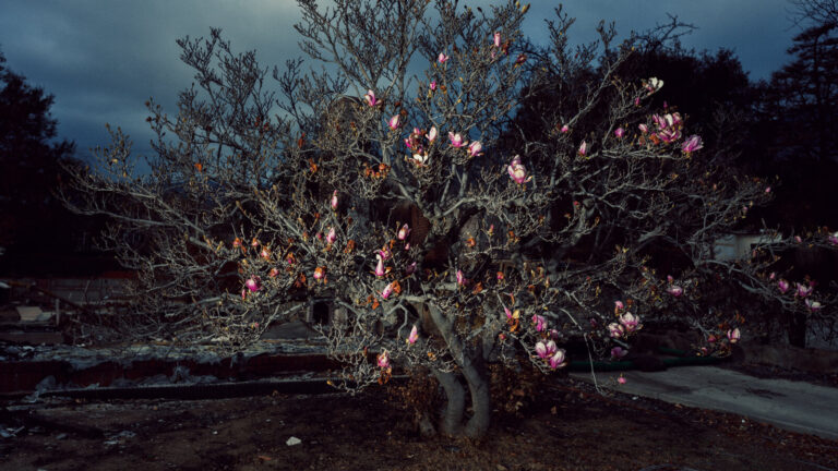 Many California Trees Survived the Wildfires. Here’s Why