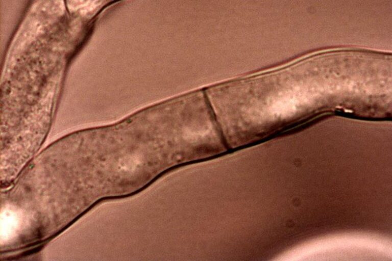 Living fungus-based building material repairs itself for over a month