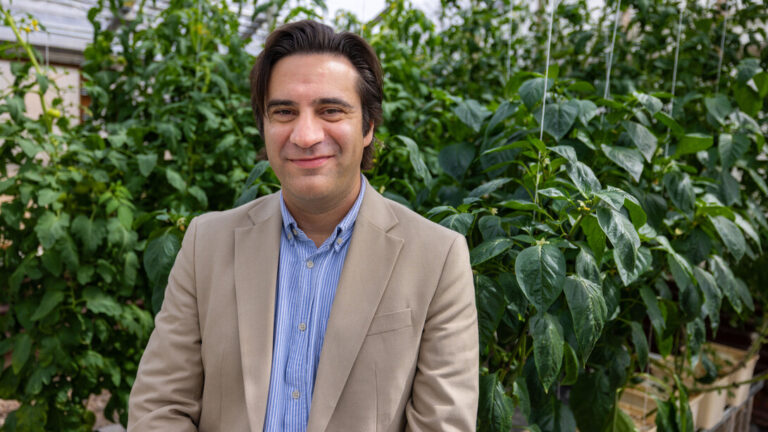 International team calls for new approach to estimate crop yield potential