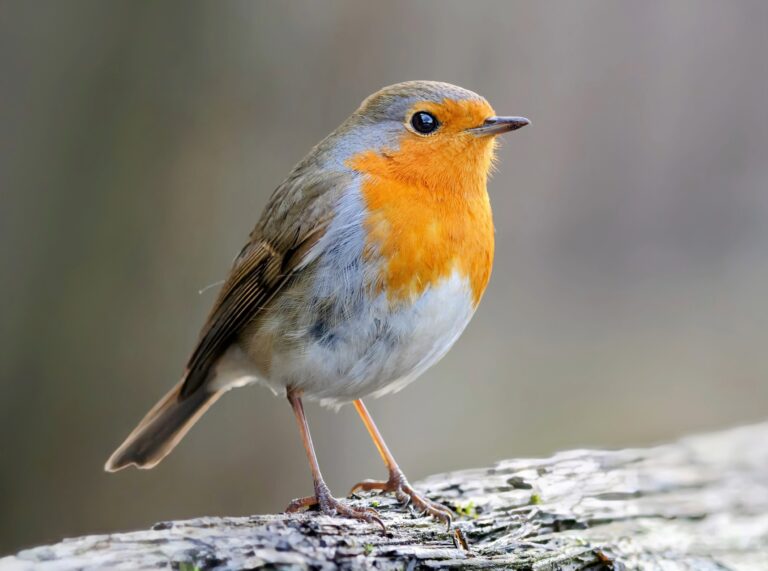 Some birds are more at risk from climate change than others