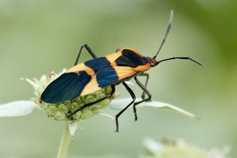 Insects are disappearing due to agriculture – and many other drivers, new research reveals