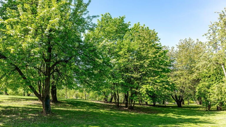 Newborns Living Near Trees Tend to Be Healthier