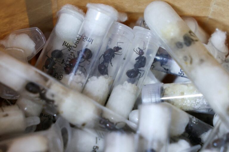 How ants became the centre of a new smuggling ring threatening Europe