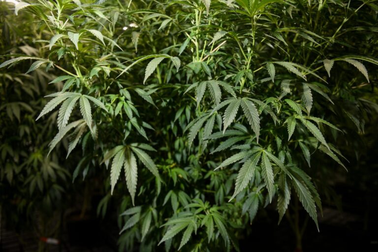 Cannabis as medicine: How growers in Utah harness the plant for medicinal use
