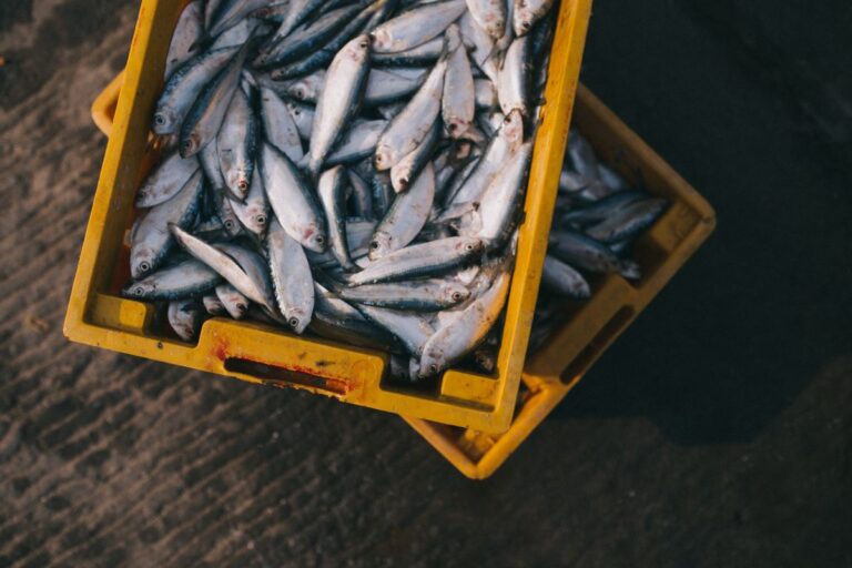 “In the next 10-20 years it may not be safe to eat fish”
