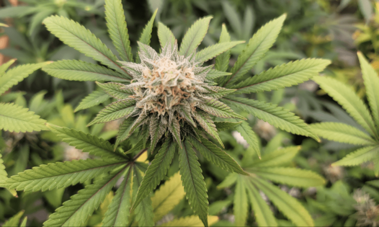 Researchers Announce They’ve Discovered A New Cannabinoid In Marijuana
