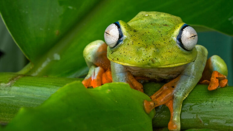 Why biodiversity does not increase evenly from small to large