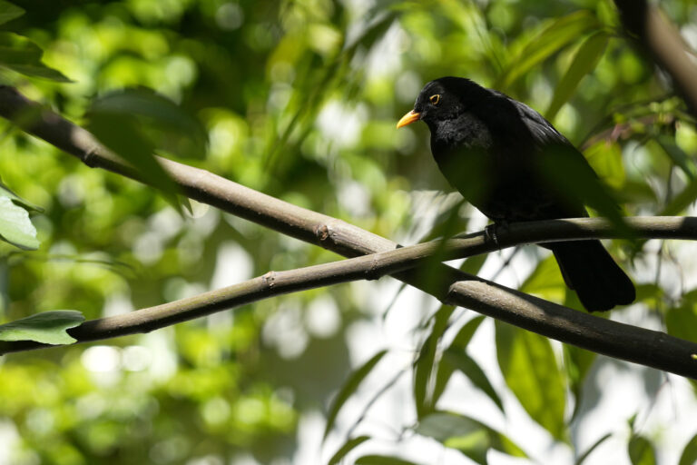Birdsong, a soundtrack for life
