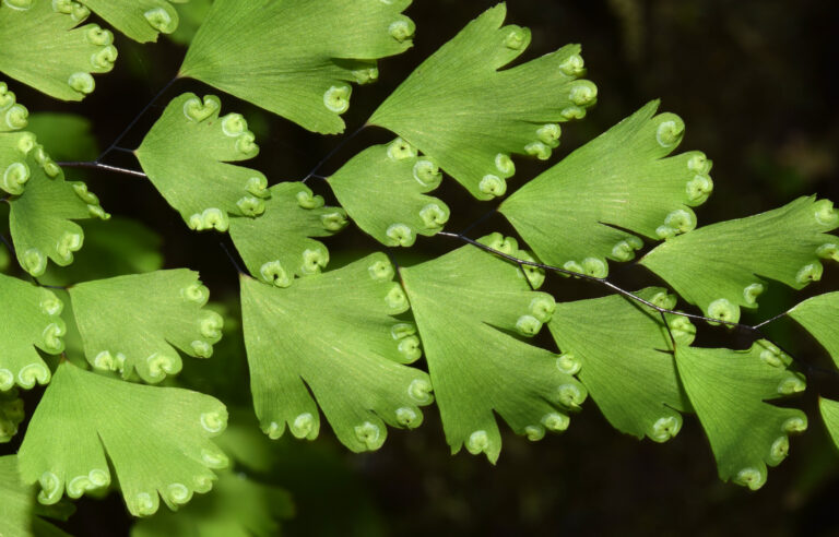 Biologists create a one-stop shop for world’s most charismatic plants