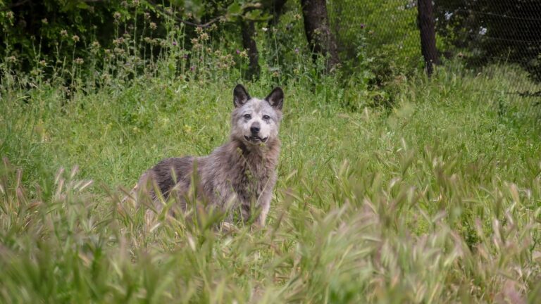 Greek prosecutor orders removal of wolves from national park, sparking scientific backlash
