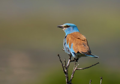 Spring Migration in Lesvos 2025