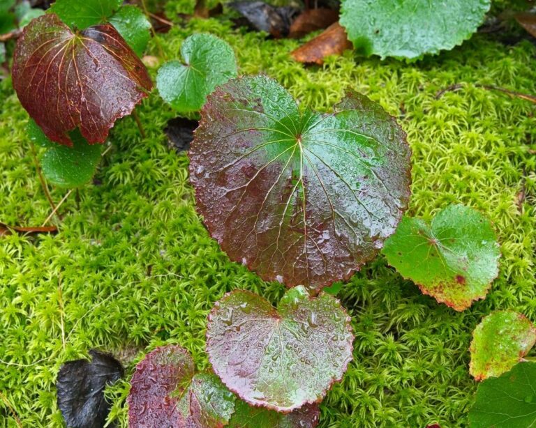 A plant you’ve never heard of can do what scientists once thought impossible