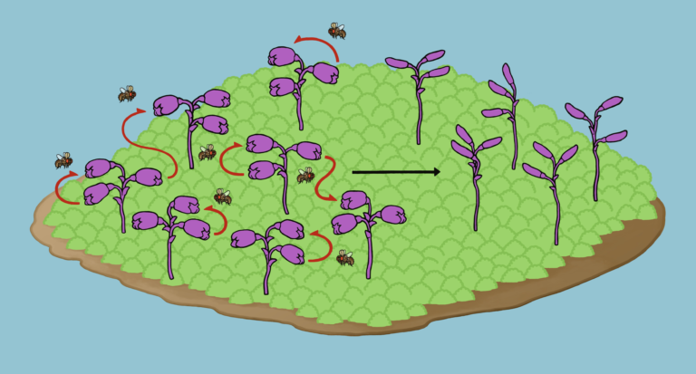 On the origin (and fate) of plants that never bloom
