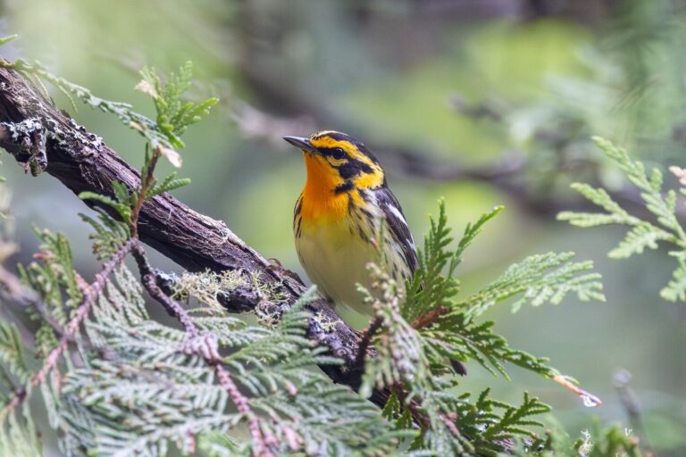 Songbirds’ great risk results in great genetic reward