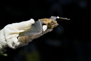 Shorter and warmer winters may expand the hibernation area of bats in Europe