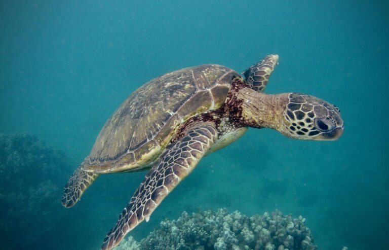 Thousands of animal species threatened by climate change, novel analysis finds