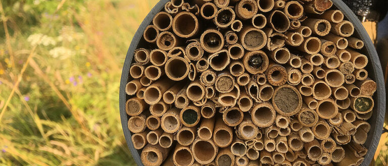 Heat and land use: Bees suffer in particular