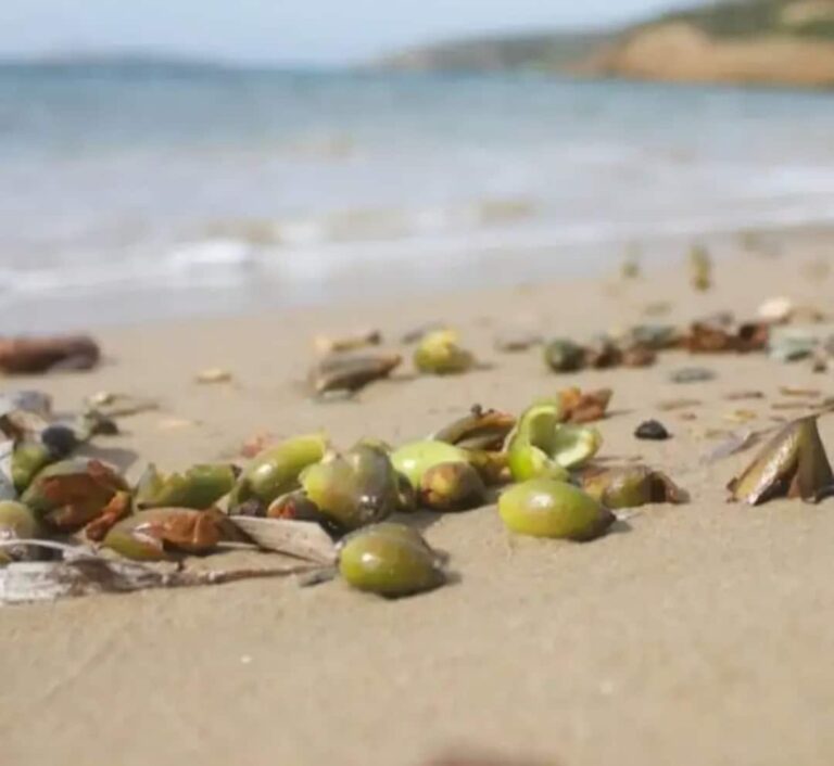 Rare Posidonia Seagrass Fruits Wash Up Across Greece’s Shores Signaling Healthy Seas