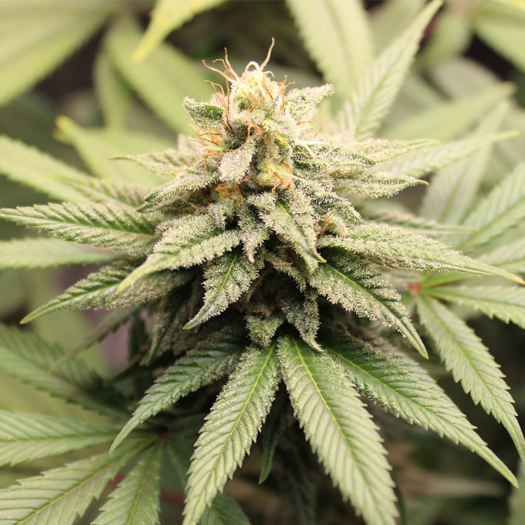 Cannabis pangenome reveals potential for medicinal and industrial use