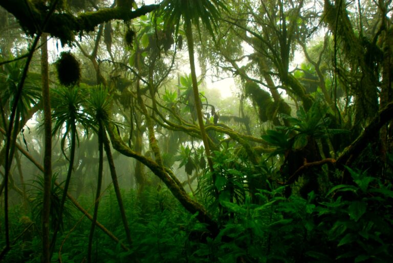 Does planting trees really help cool the planet?