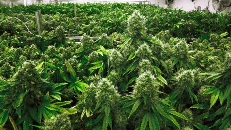 Marijuana Vs Hemp Debate – A Billion Kina Question or a Pandora’s Box?