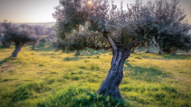 Olive Architecture: A New Branch of Grove Management